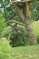 leipzig zoo-01_07_2011_zoo_allgemein_213